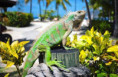 /album/fotky-barbados/barbados-jamajkanita-29-jpg/